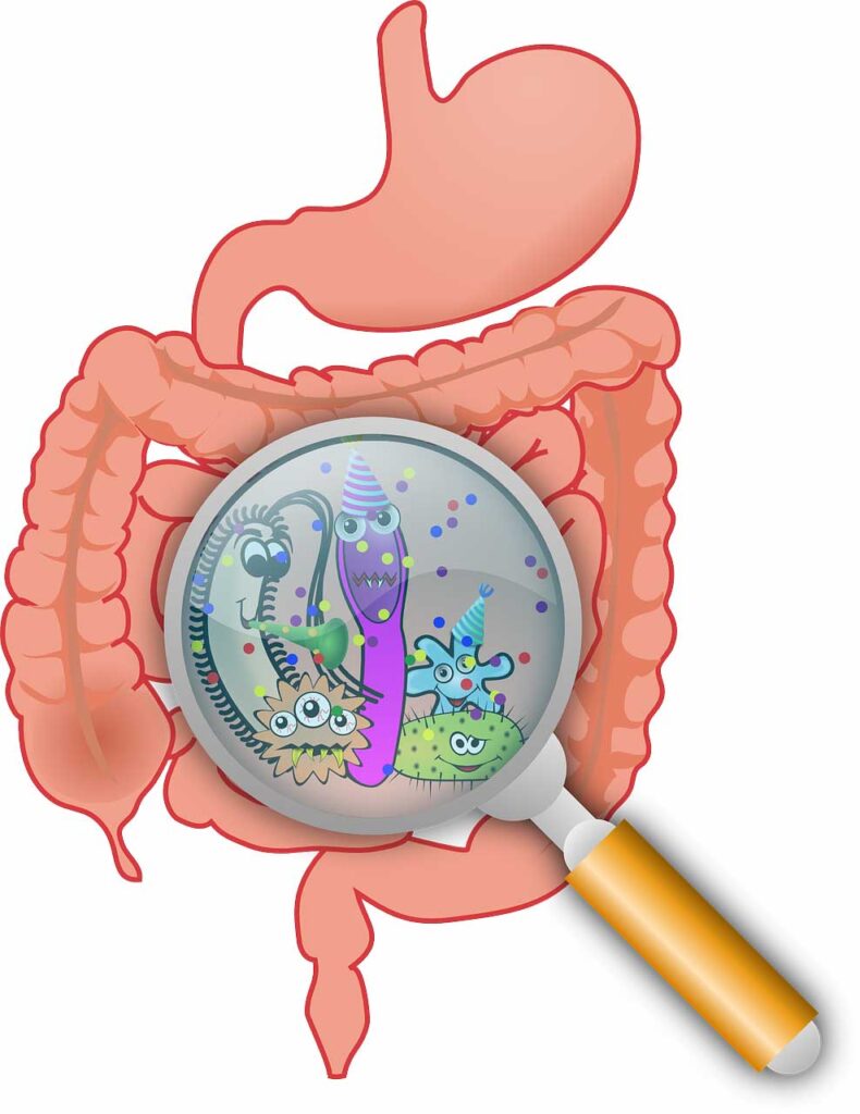 Jak vláknina ovlivňuje mikrobiom